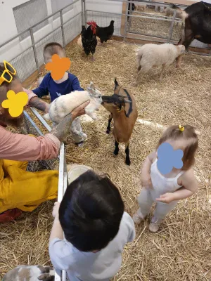 Visite à la ferme avec poules et moutons pour les enfants de la micro-crèche de Convention