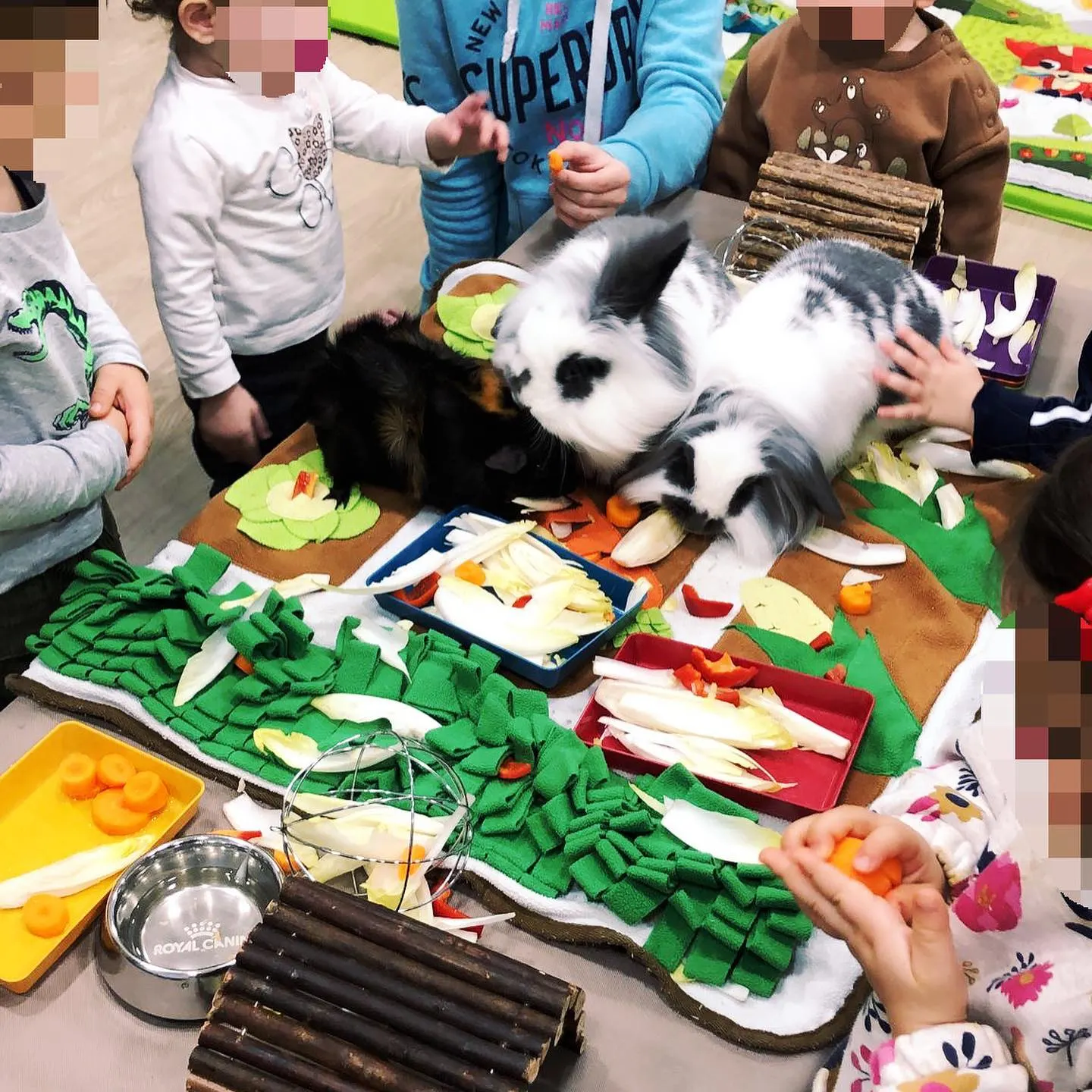 Médiation animale à la micro-crèche Les P'tits Pieds de Riedisheim
