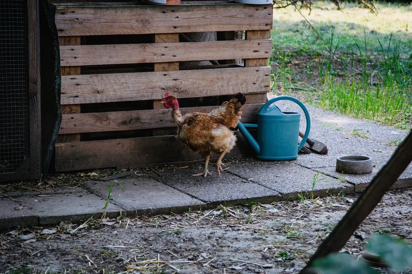 Poulailler pédagogique de la micro-crèche Les Jardins d'Athéna à Saint-Pierre