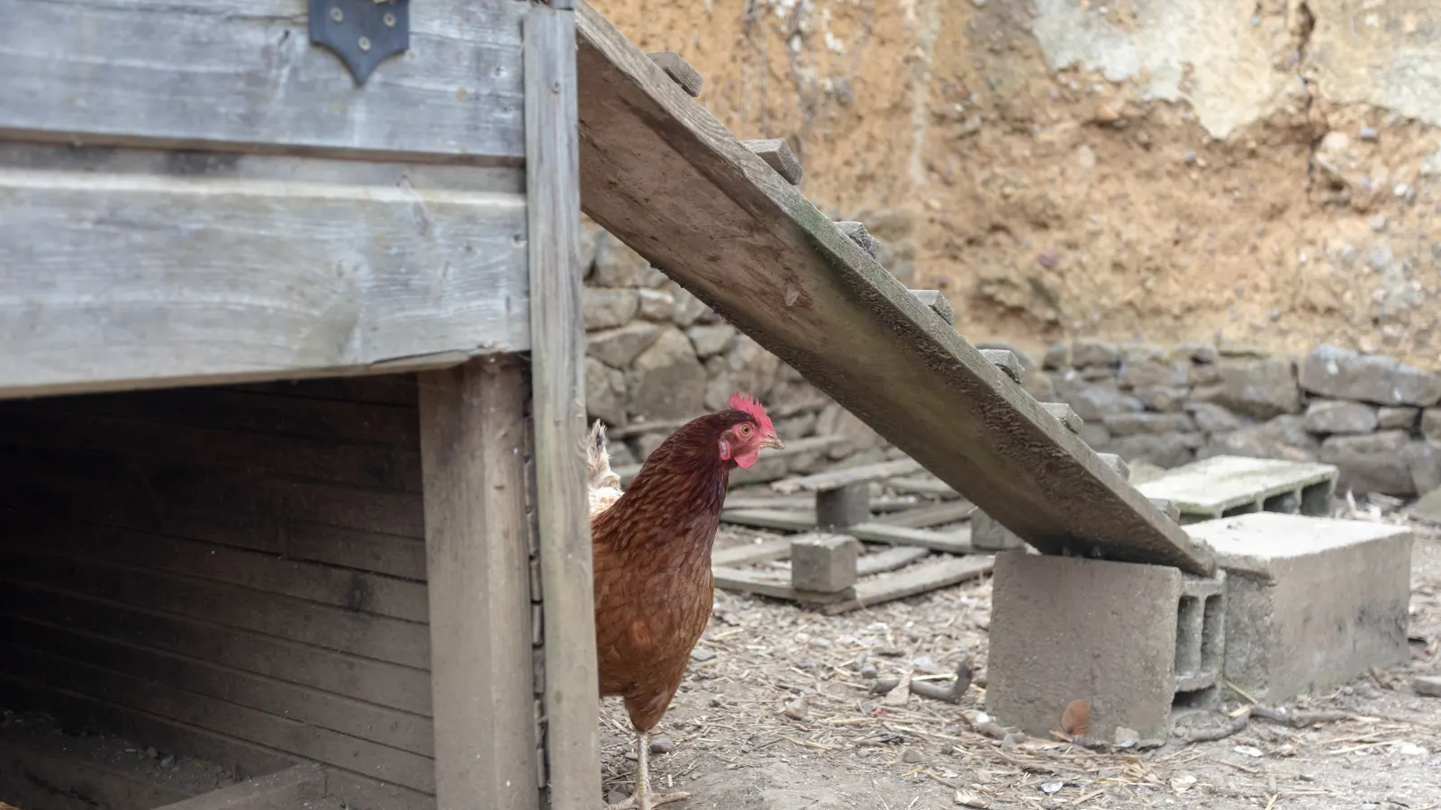 Poule pondeuse dans le jardin de la micro-crèche Les Petits Lutins d'en Haut à Saint-Domineuc