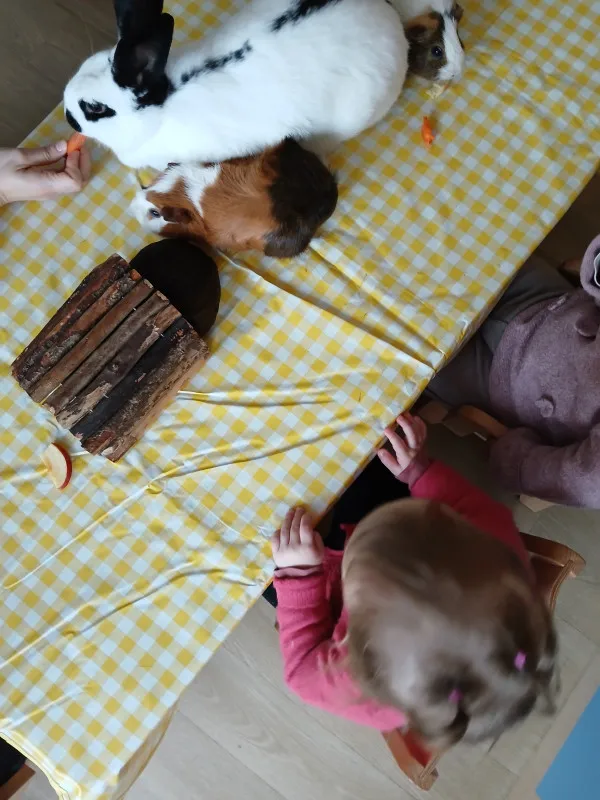 Ferme pédagogique avec lapins et cochons d'Inde à la micro-crèche de Villeneuve-en-Retz