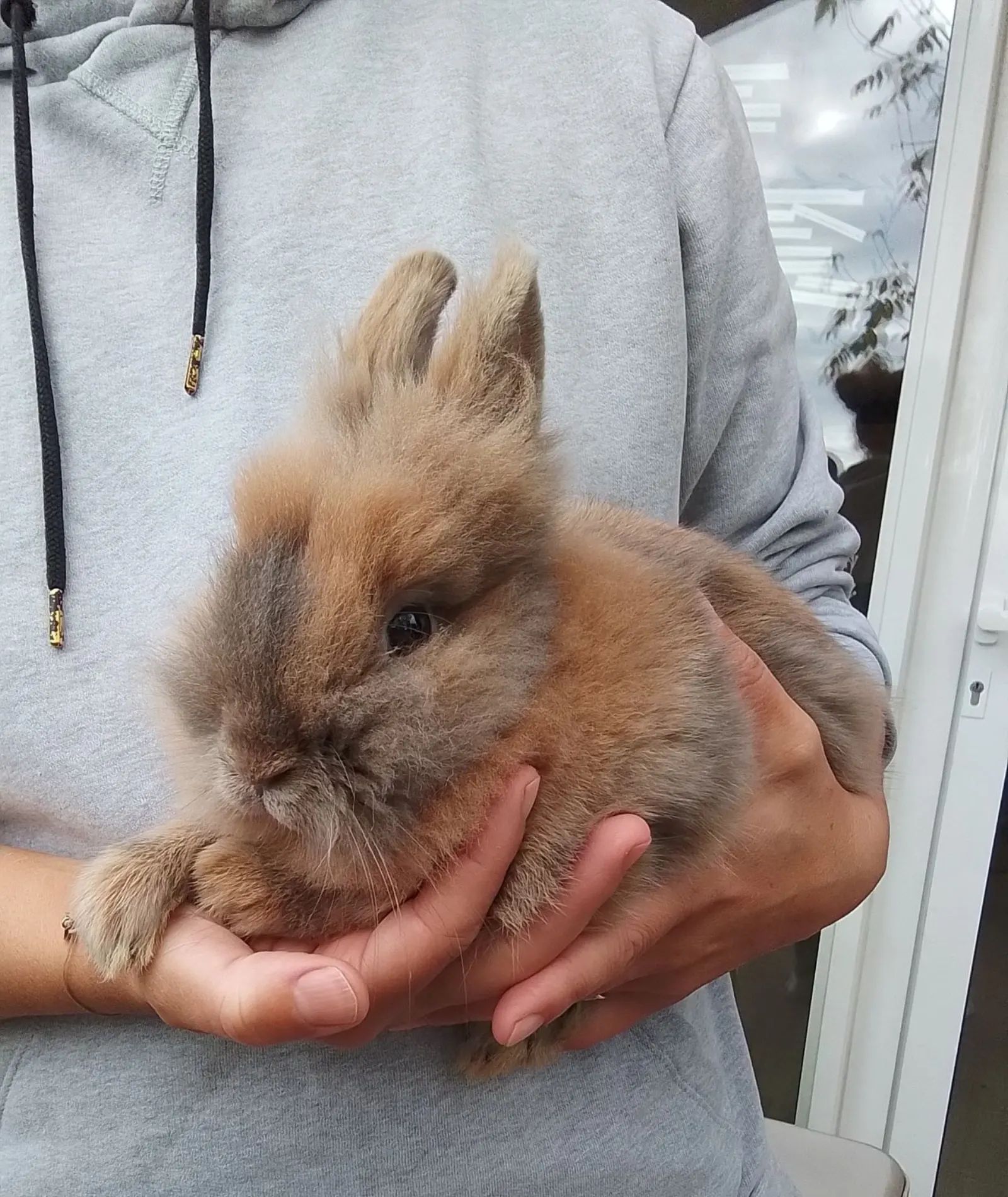 Médiation animale avec le lapin de la micro-crèche Plantine de Tyrosse