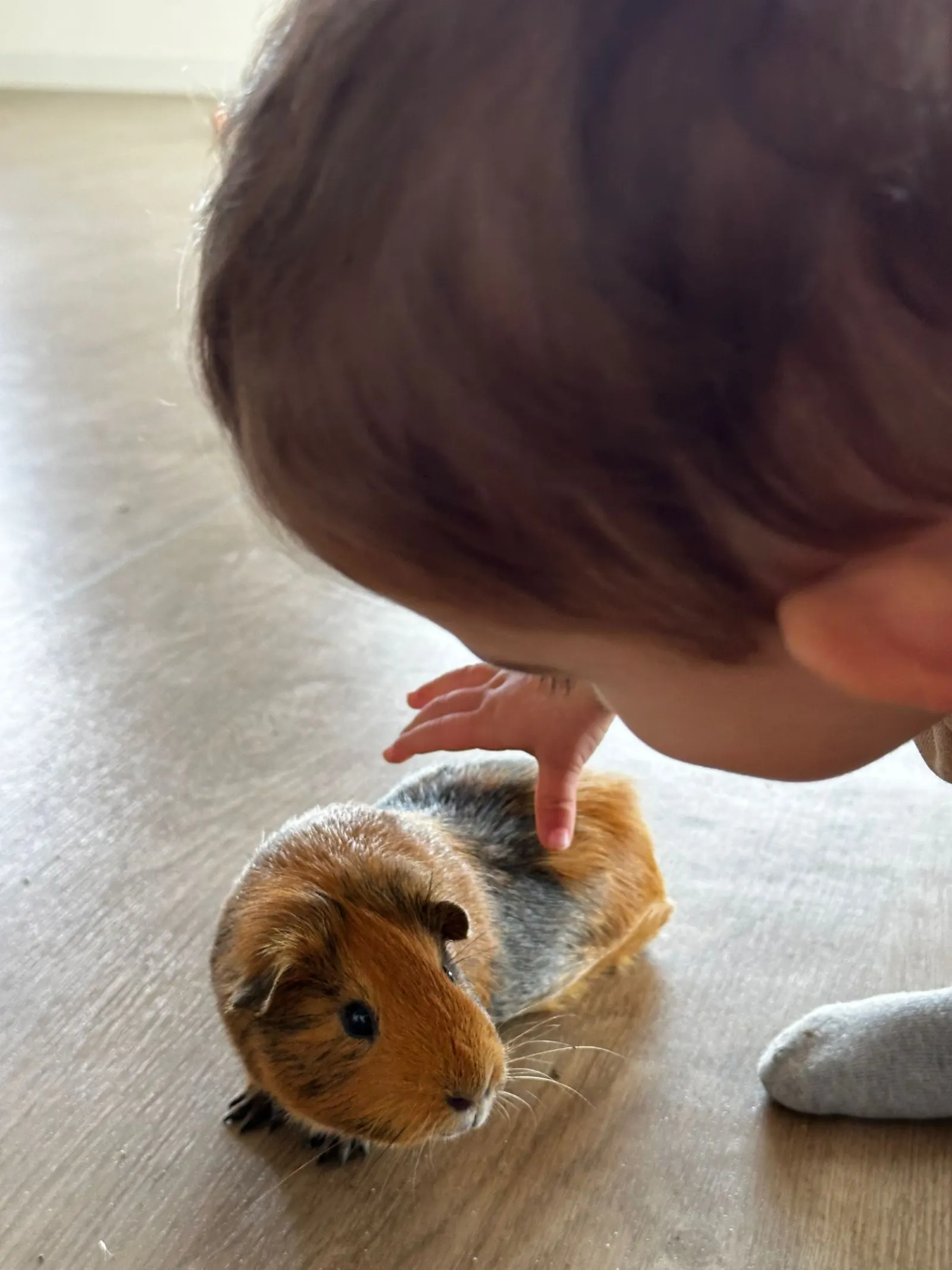 Médiation animale avec un cochon d'Inde à la micro-crèche Plantine de Saint-Geours-de-Maremne