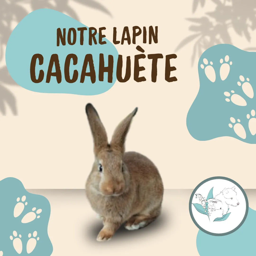Cacahuète, le lapin mascotte de la micro-crèche Lily and Wolf de Fay-de-Bretagne