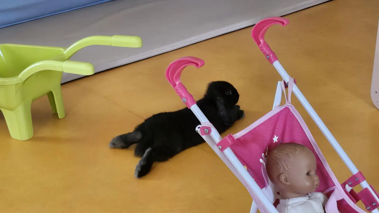 Pilou, le lapin nain de la micro-crèche Lily and Wolf de Pontchâteau