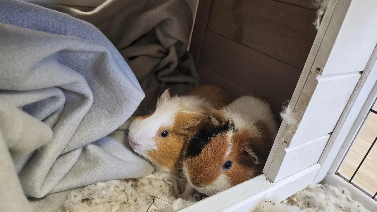 Cookie et Caramel, les cochons d'Inde de la micro-crèche Lily and Wolf de Campbon