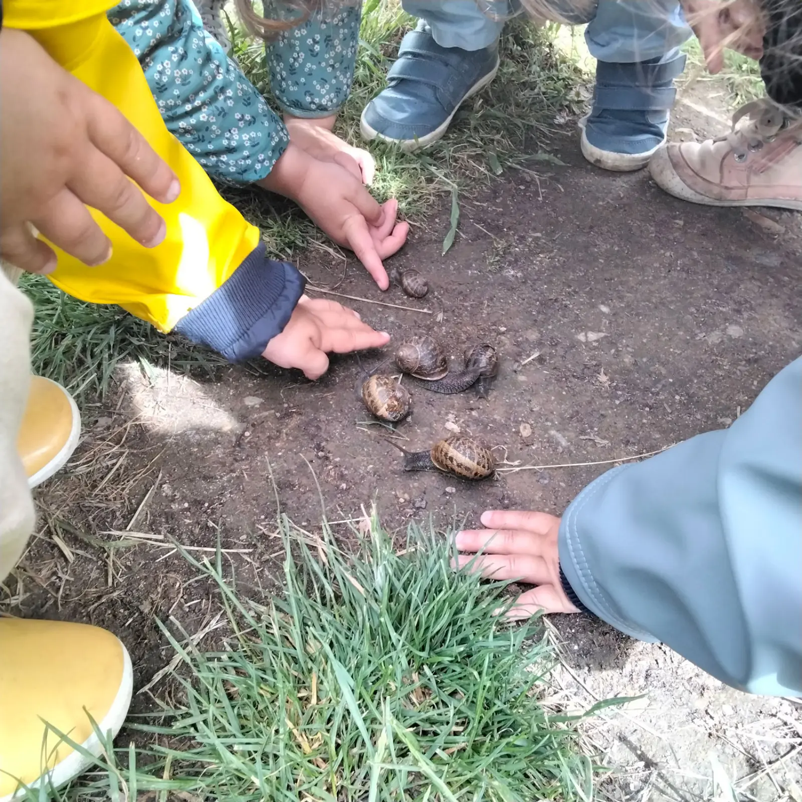 Découverte des escargots au jardin à la micro-crèche de Saint-Mars-du-Désert